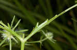 Rattlesnakemaster